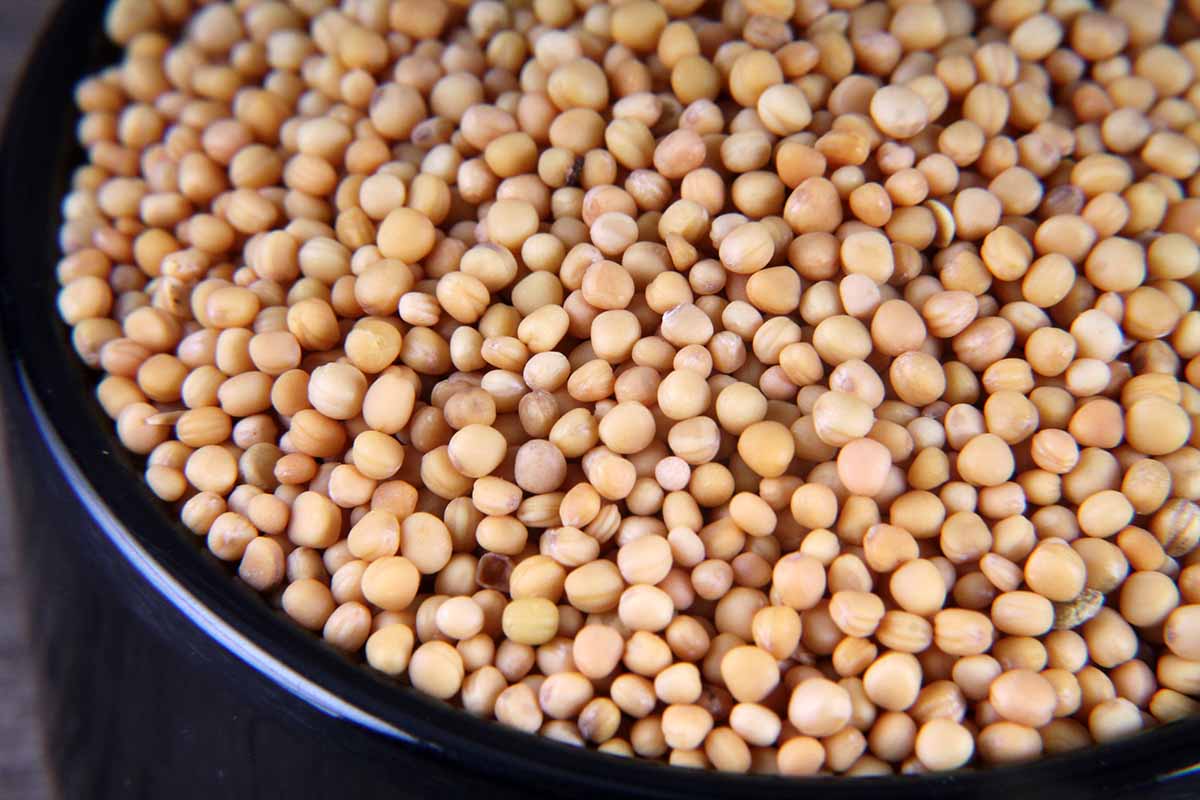 Yellow Mustard Seeds/Rai/Sarson 100 Gm