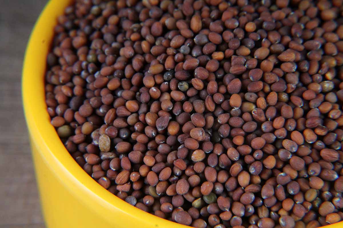 Red Mustard Lal Rai 100 Gm