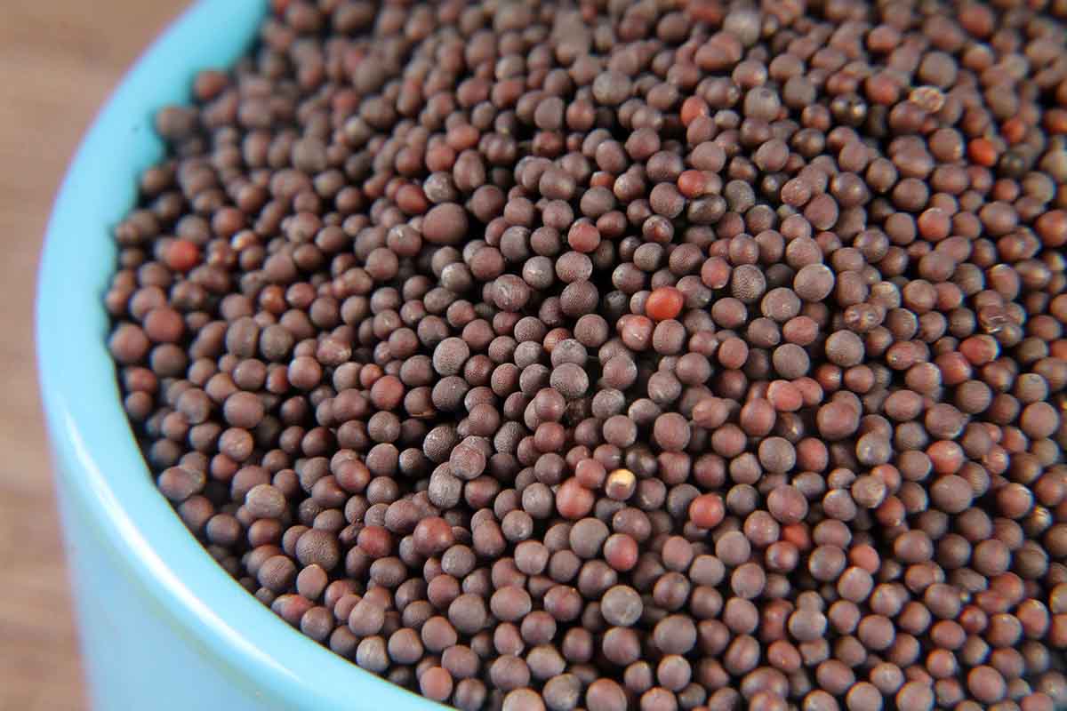 Whole Mustard Seeds/Rai/Sarson 100 Gm